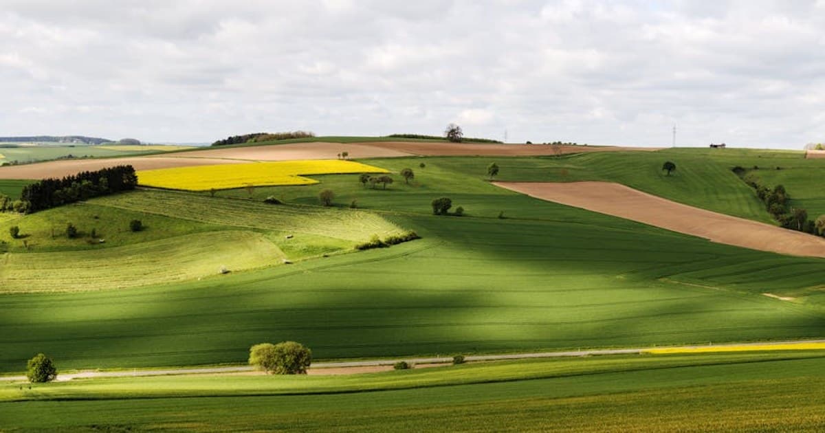 What Are Terpenes? How They Shape Your Cannabis Experience