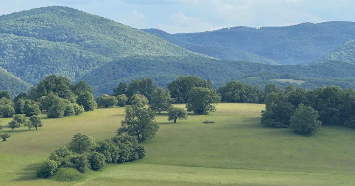 THC vs. CBD: Effects, Benefits, and Key Differences