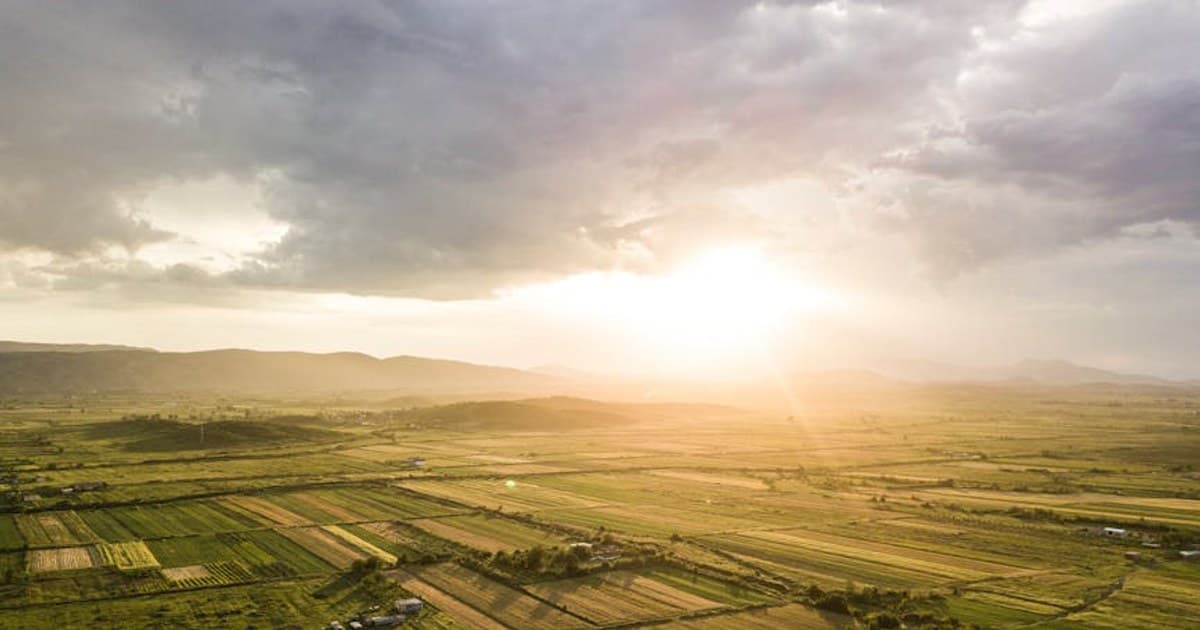 Cannabis and Pets: Is It Safe? What Every Pet Owner Should Know