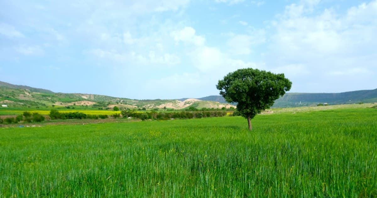 Cannabis Tolerance Breaks: What They Are and How to Take One