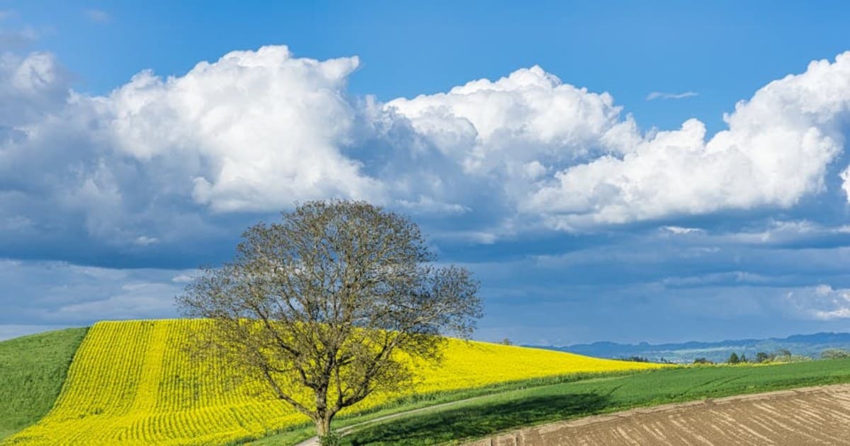 Is It Legal to Grow Your Own Cannabis? Home Cultivation Laws by State