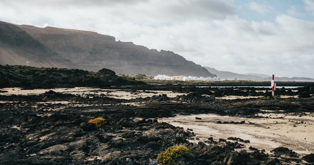 Cannabis Plant Anatomy: Flowers, Trichomes, and What Each Part Does