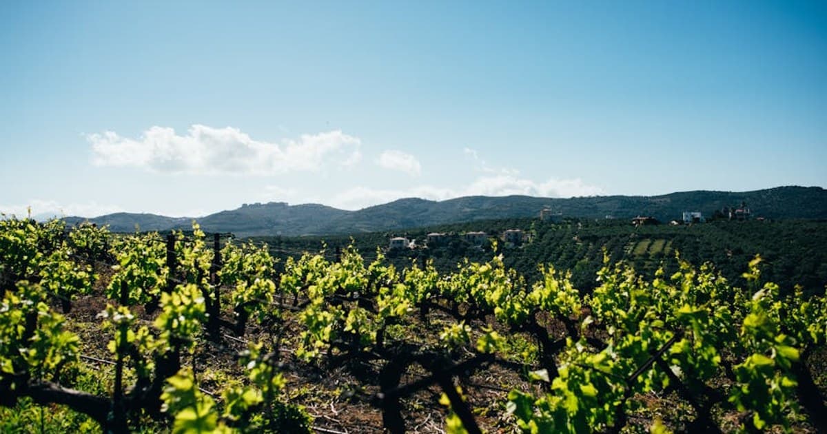 The 420 Origin Story: History, Culture, and the Modern Cannabis Holiday