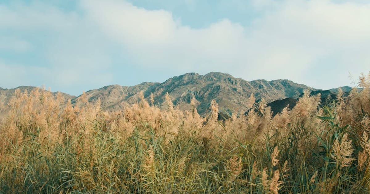 Understanding Cannabis Pricing: Why Costs Vary and How to Find Value