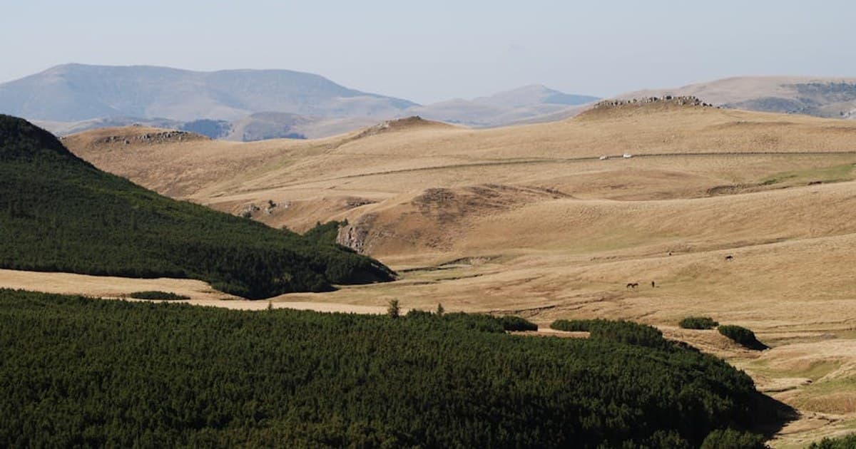 Myrcene, Limonene, Linalool: A Guide to the Most Common Terpenes