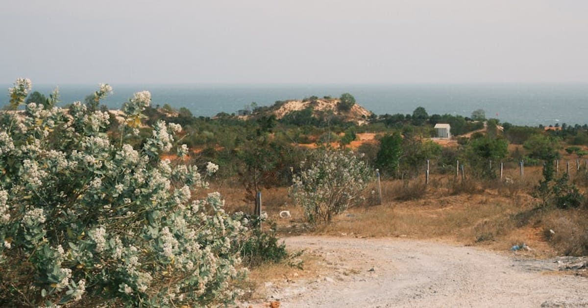 Cannabis vs. Alcohol: Health Comparisons and Harm Reduction