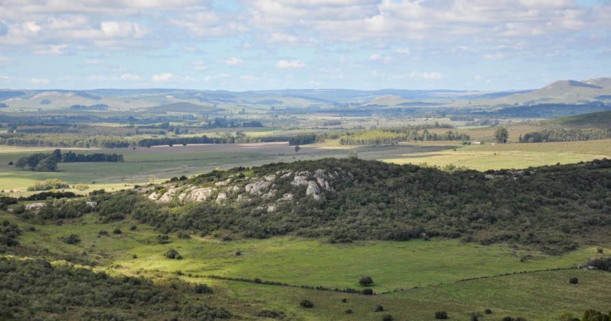 Cannabis for Inflammation: How Cannabinoids Interact with the Immune System