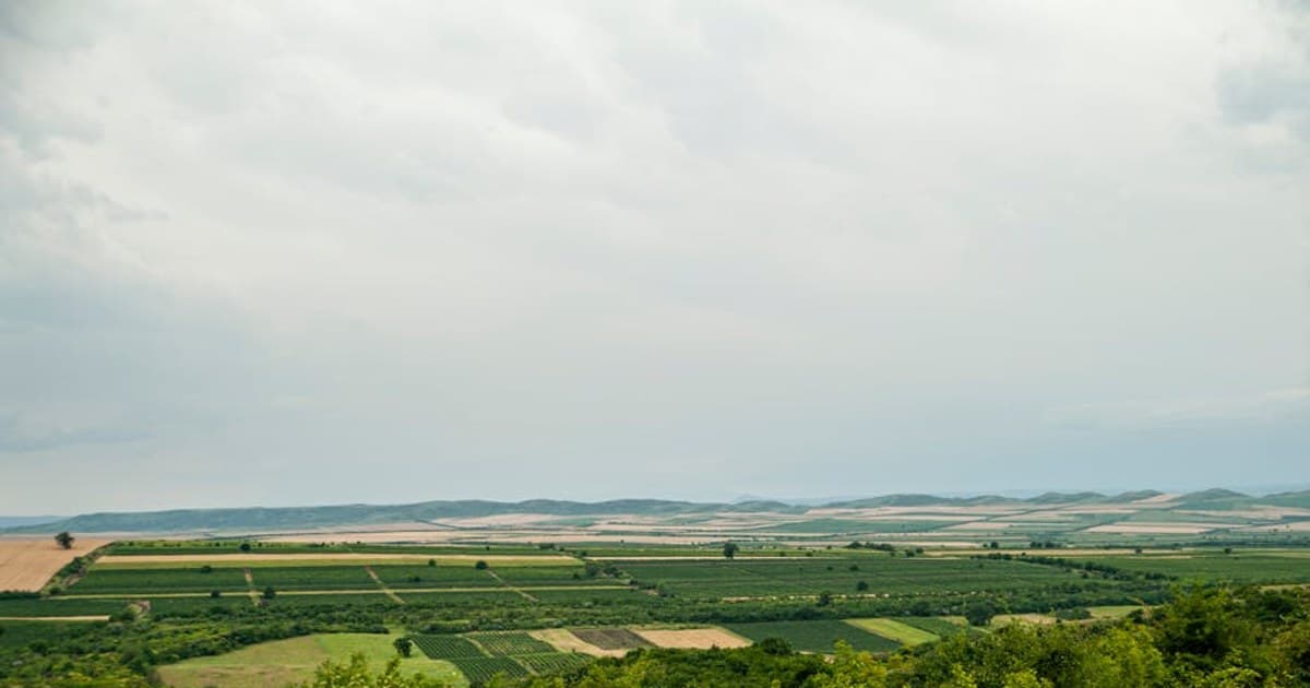 Live Resin vs. Live Rosin vs. Distillate: What's the Difference?