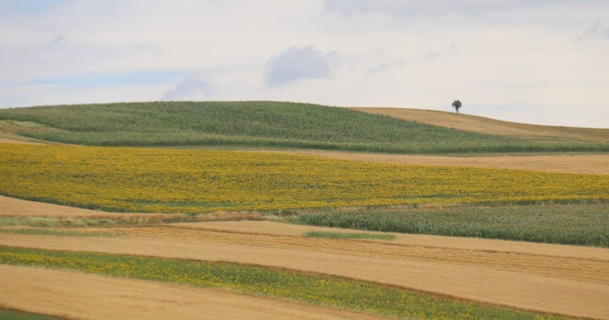 Cannabis Topicals: What They Are and How They Work for Pain and Skin Care