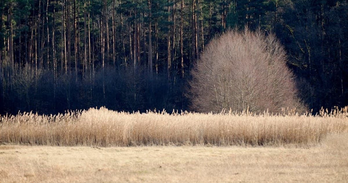 How Cannabis Works in Your Body: The Endocannabinoid System Explained