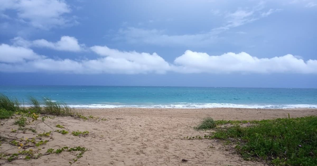 green grass on beach shore under blue and white sunny cloudy sky during daytime
