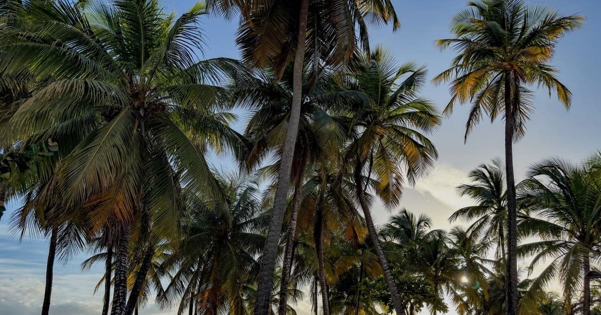 Palm trees silhouetted against the sunrise on a San Juan beach, Puerto Rico.